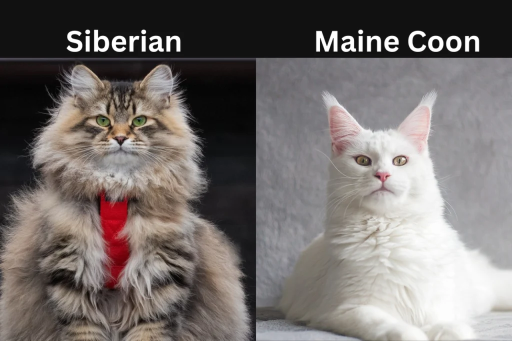 Siberian Cat vs Maine Coon: Which is Better?